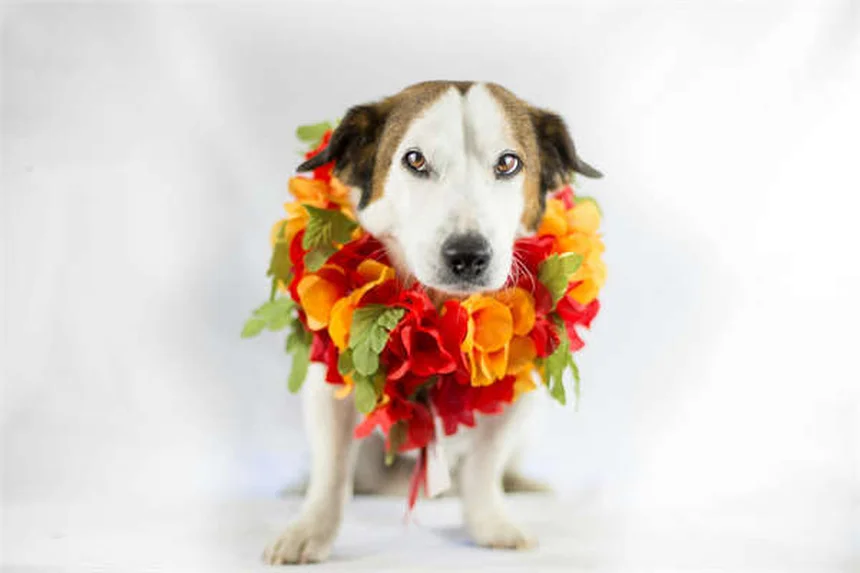 Hyundai DCT vs Automatic: Why the 2026 Santa Fe & Santa Cruz Transmission Change Matters